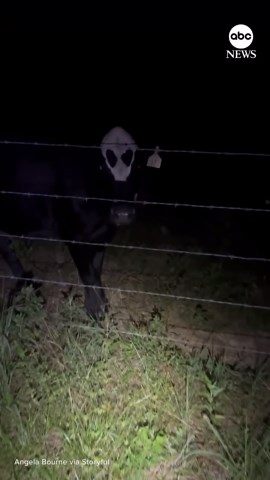 Cow with 'alien face' makes farmer's night checks spooky