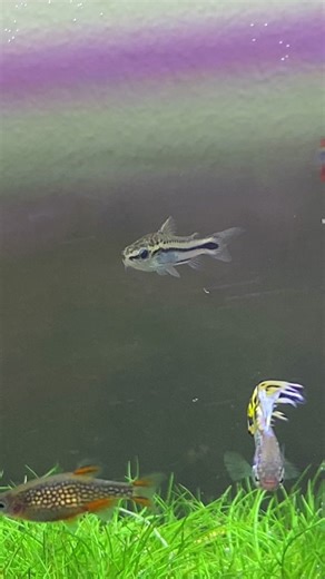 Best wiggles in the hobby #pygmycorydoras #pygmycory #corydora #plantedtank #aquascape #nanofish #freshwateraquarium