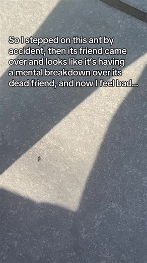 Accidental Ant Encounter: A Heartfelt Reflection