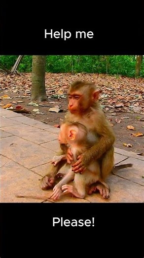 Congratulations! Luna successfully gave birth to her third child.