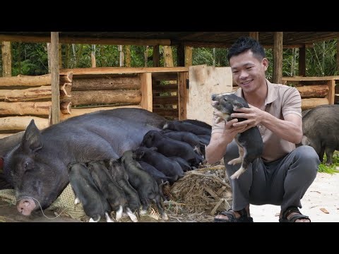 30-Day Process of Building a Wooden Pig Barn, A herd of piglets was born - Luu Linh Family
