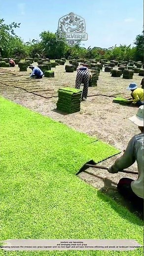 Grass Harvesting Process – Efficient Turf Cutting Technology for Landscaping Projects
