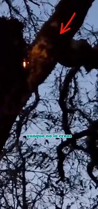 Cara en arbol | Pasillo Infinito