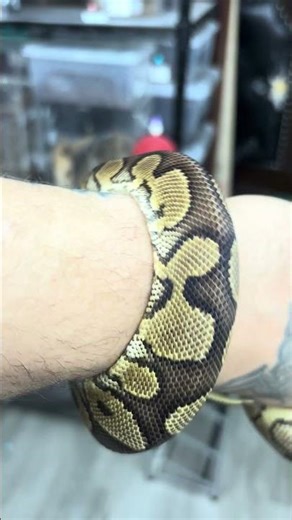 Bumblebee Fresh Scales