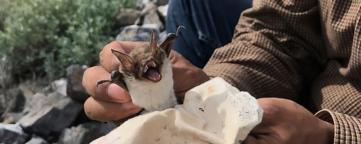 Up close with Mexico’s fish-eating bats: Interview with researcher José Juan Flores Martínez