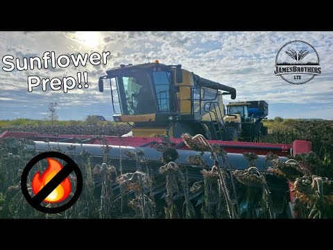 The combines need a day to get ready for sunflowers!