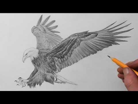 How to Draw a Bald Eagle | Pencil Drawing for Beginners