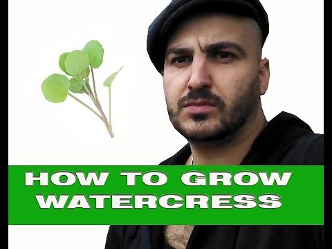 How to grow watercress
