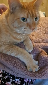 Sweet Angel making biscuits! She is available for adoption. | Windmill Animal Rescue