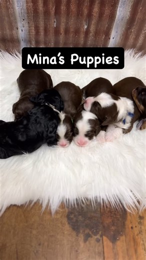 Pine Lodge Labradoodles on Instagram: "Another perk at Mina‘s six puppies. These are miniature Australian Labradoodles. They will be ready to go home October 21. If you would like more information, please visit our website. You can set up a consultation if you like from there. We are always happy to talk about our puppies. https://www.pinelodgelabradoodles.com/ #pinelodgelabradoodles #wala #australianlabradoodle #ald #australianlabradoodles #pinelodgelabradoodlefamily #miniaustralianlabradoodle 