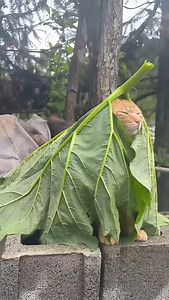 Sleeping cat poses #cats #funny #cute #instagram #foryou | Margarita Diaz