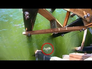 Landbased Sheepshead Fishing - (Catch & Cook) - Anna Maria Island, Florida Sheephead Pier Fishing!