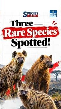 3 Species in News: Striped Hyena, New Clam & Red-naped Ibis | UPSC | NEXT IAS