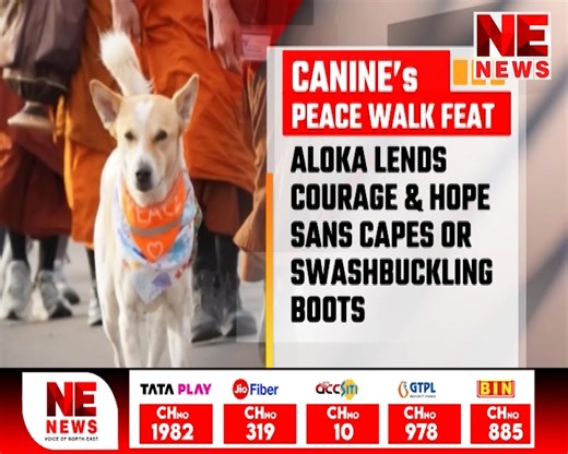 Rock Music Great John Lennon in the 1970s had immortalised the philosophy of ‘Imagine’ cementing its place as a counter – culture anthem for troubled times. If Lennon Had created a lyrical cornerstone of humanist movements which followed, a four legged Zen Master who is a Canine tracing his roots back home to India lending Courage with a bold font has manifested an exemplary way forward amid the Present times to look up to. #AlokathePeaceDog #aloka #peacemovement #WalkForPeace #UnitedStates #nen