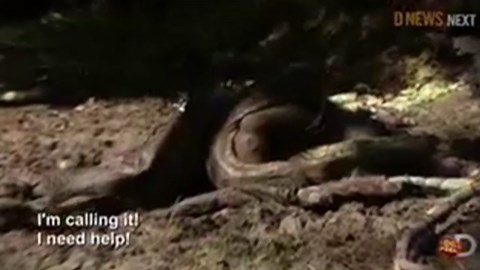 'Eaten Alive' -- Anaconda Used in Failed TV Stunt Was a RINGER