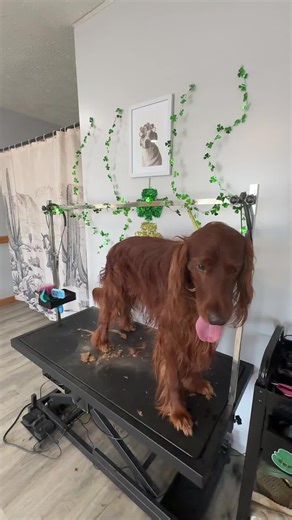 Dog Grooming Expertise in Mitchell, Indiana