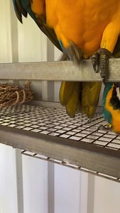 123K views · 10K reactions | Ohhhh the cuddle lady is here.. yaay!! | Macaws And More | Facebook