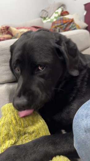 Enjoy the Best Weekend with Dog Sitting