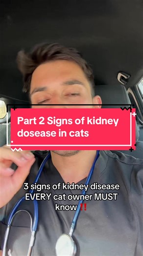 Key Symptoms of Kidney Disease in Older Cats