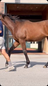 It was a beautiful Spring day for yearling inspections! We can’t get enough of this Gun Runner colt who is a full brother to Preakness Stakes (GI) winner, EARLY VOTING! | Three Chimneys Farm