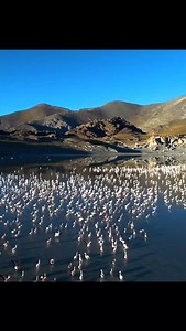 La puna catamarqueña y su fauna 😍🦩 ¿Sabías que cuándo llega la primavera está laguna se transforma en el centro de mayor congregación de flamencos de la Puna Argentina? 😱 🇦🇷❤️ Albergando alrededor de 20,000 ejemplares** de flamencos. Este sitio es crucial para la conservación de las parinas, proporcionando un hábitat adecuado para su alimentación y reproducción durante los meses más cálidos 🙌 La presencia de estas aves en la Laguna Grande no solo embellece el paisaje, sino que también dest