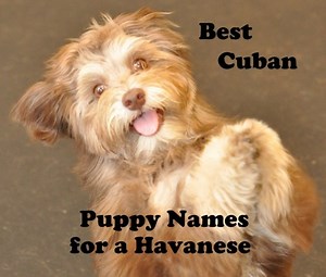 Best Puppy Names for Havanese Dogs