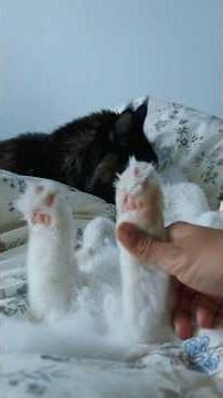 The Ultimate Cat Bedtime Ritual 🐱🛏️ #shorts