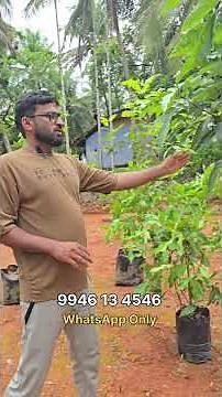This is the best time to plant fruit trees 👌