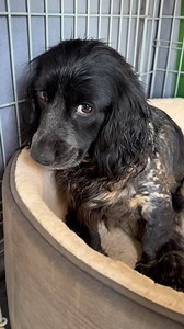 We have named her Sally, Pete the lorry driver said it was his very first dogs name. Sally is so completely broken, shut down and frightened. I genuinely believe she has been a puppy farm dog, she was lathered in months probably years of her own poo that when she went to the toilet it would have just got more stuck underneath. Her saggy belly tells a story to multiple litters. I would say she is around 5/6 year of age, but her teeth are shocking. She’s going to need dental work. I don’t think I 