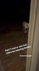Another outside sneak! Reel version. See full video by tapping below 😃 #sneaky #sneakypuppy #sneakydoggo #doglovers #labradorlife #funny #funnyanimals | Winston, Rutledge and Reggie the funny Labs