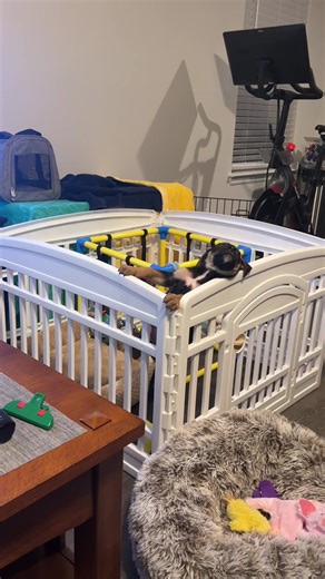 Funny Puppy Escapes Playpen Adventures