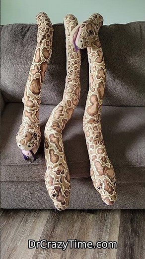 Burmese pythons from IKEA