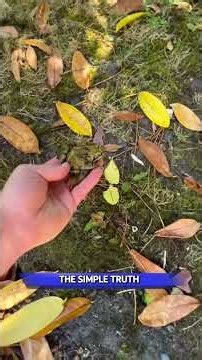 The secret to clearing green pool water #poolmaintenance #cleaning #satisfying