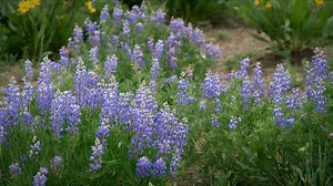 CBS News Sunday Morning:Going wild over wildflowers