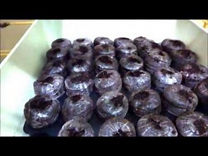 Self watering start kit for plant seeds to get started