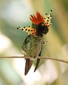 Tufted coquette - Alchetron, The Free Social Encyclopedia
