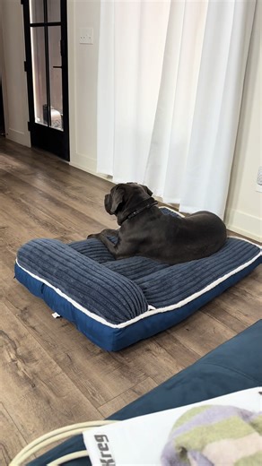 Understanding Cane Corso Big Dog Challenges