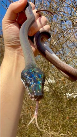 Southern White Lipped Python