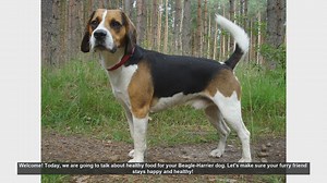 Healthy Food Tips for Your Beagle-Harrier Dog