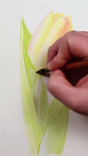 Let's Draw... A Tulip with Watercolour Pencils #watercolorpencils #tulip #flower #drawing #spring