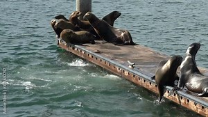 A group of seals jumping off the docks into the bay at Marina del Rey California