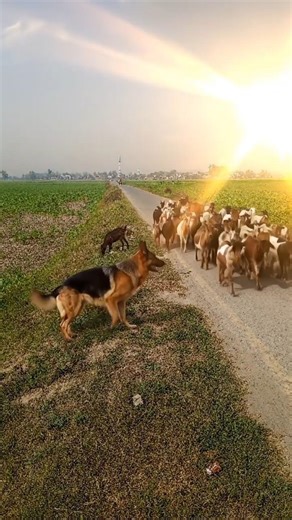 The Golden Guardian: A Shepherd’s Majestic Watch