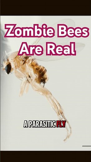 Real-Life ZOMBIE BEES Exist… And They’re Spreading! #creepyfacts #horrorfacts #scaryshorts