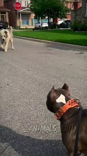 Alabai vs Pitbull Fight: Ultimate Showdown