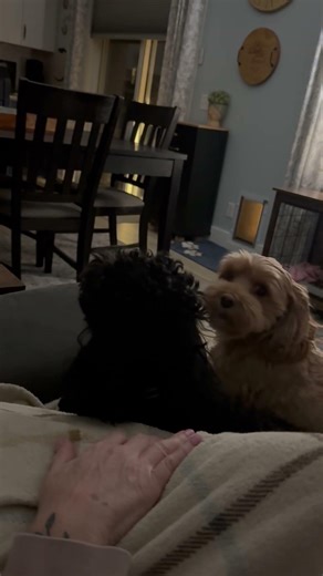 When Two Puppies Start Howling at Each Other 🐕🐕