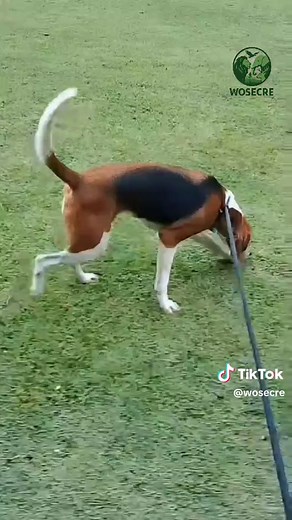 American Foxhound: The Ultimate Chasing Companion