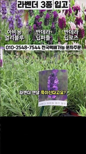 향수 사지 마세요! 베란다를 프랑스 프로방스로 만들어줄 프렌치 라벤더 3종 세트💜 (아비뇽 얼리블루, 반데라 딥퍼플, 딥로즈) 죽이지 않고 키우는 꿀팁 대방출!