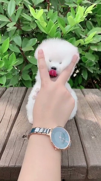 Teacup dog, Pomeranian, Shunsuke