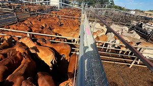 Woodhouse Station Cattle for Sale tomorrow at the Charters Towers Sale yards. | John Rapisarda