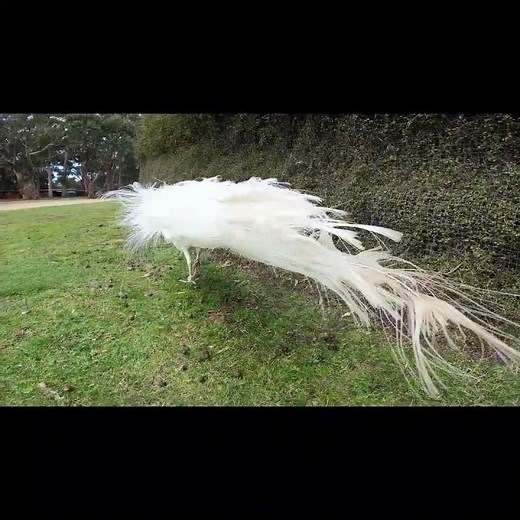 Rare spectacular white peacock I magnificent bird I ever seen an albino peacock ?!!!